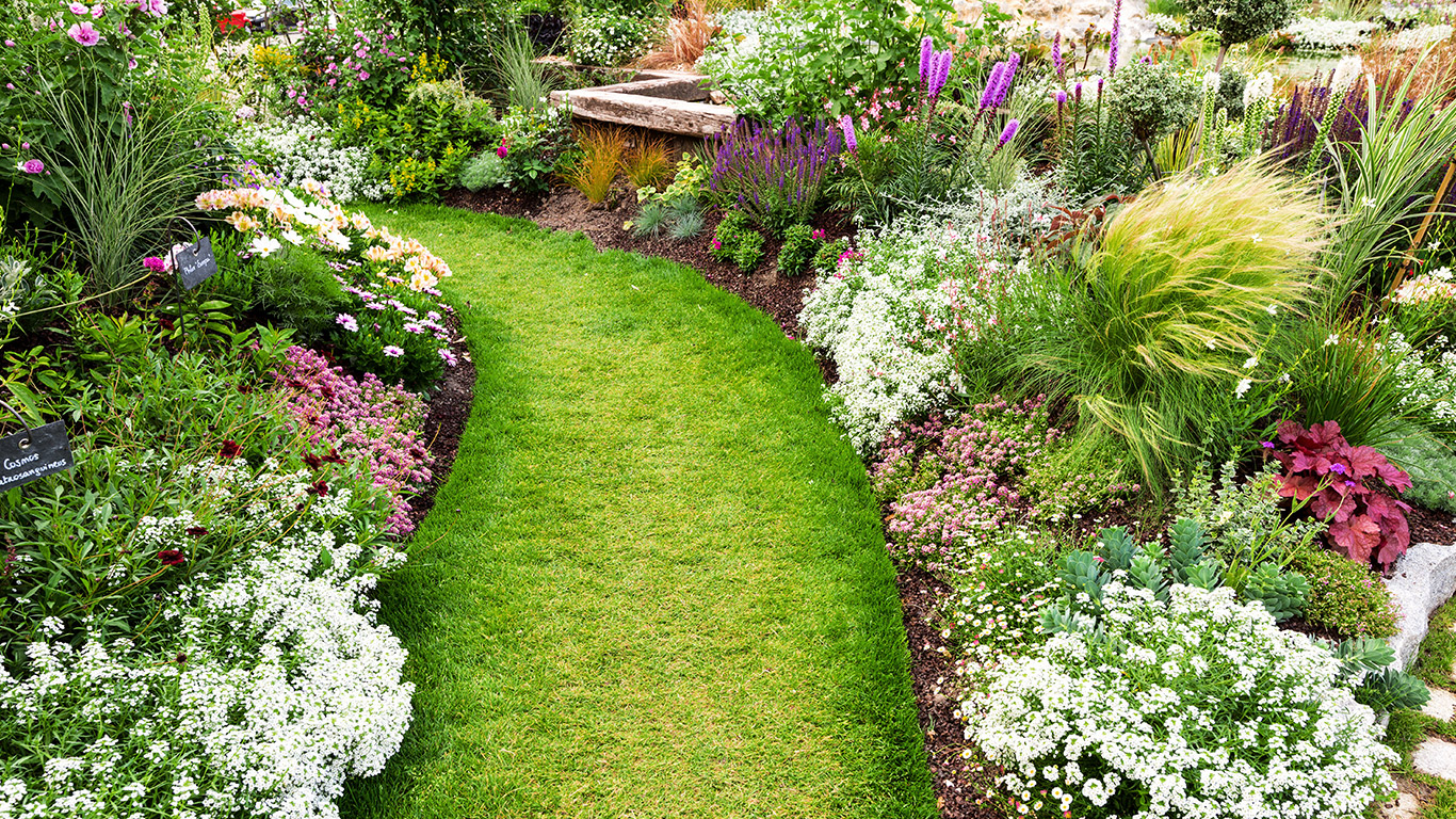 Bedding Plants