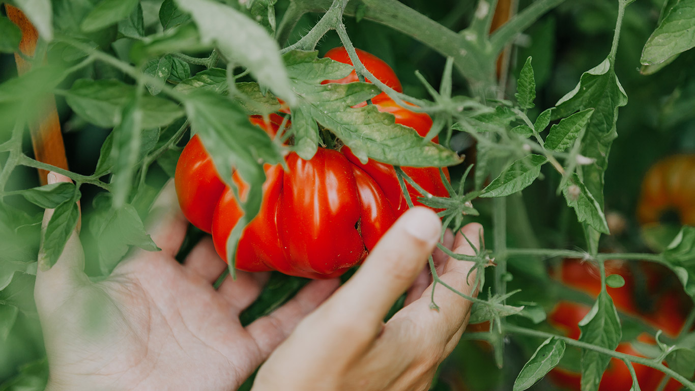 Giant Tomatoes