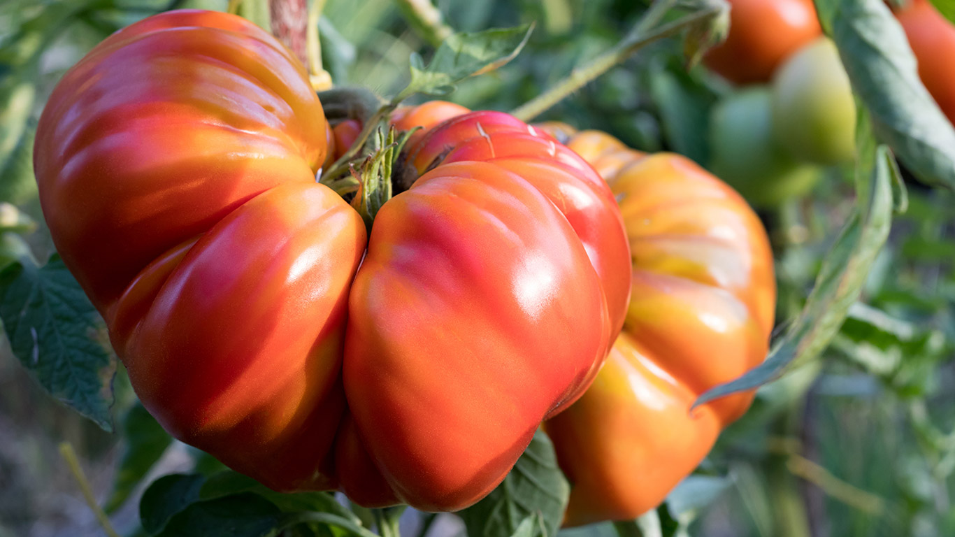 Heirloom & Novelty Tomatoes