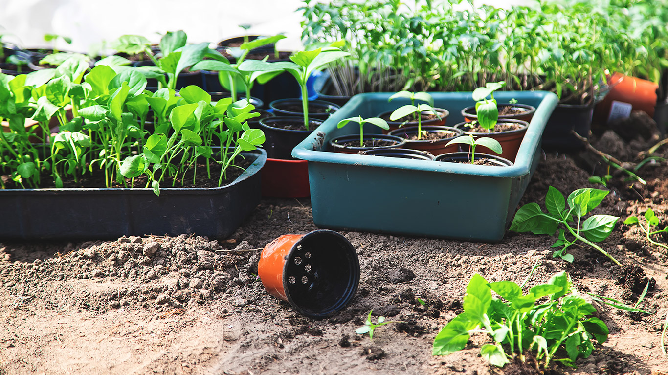 Vegetable 4-inch Pots