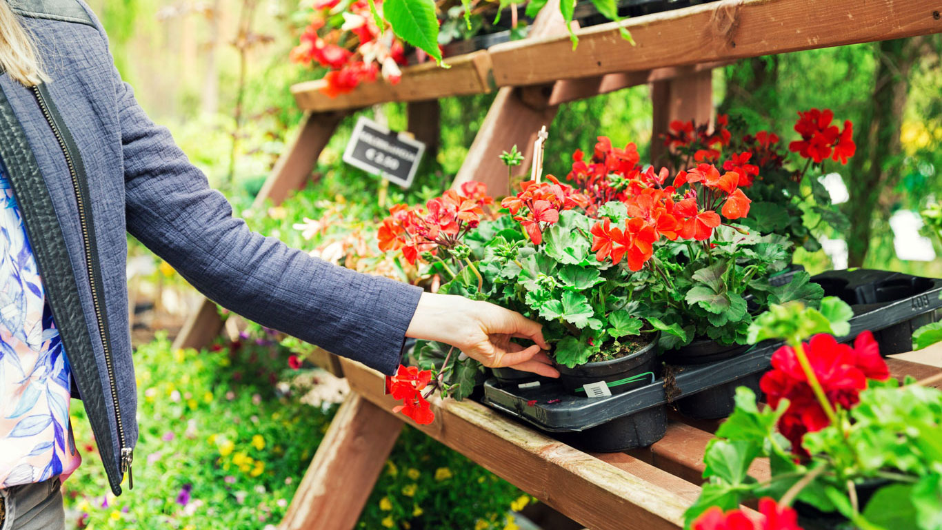 Geranium Listing