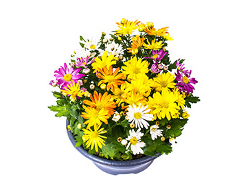 Designer Baskets & Pots - BMR Greenhouses & Water Gardens Ltd.