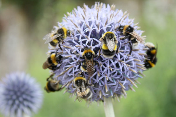 Creating a Bee Friendly Garden - BMR Greenhouses & Water Gardens Ltd.