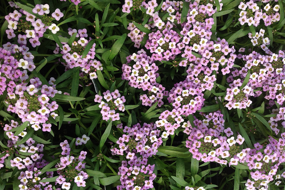 The Fragrant Garden