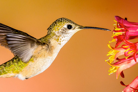 Hummingbirds in the Garden