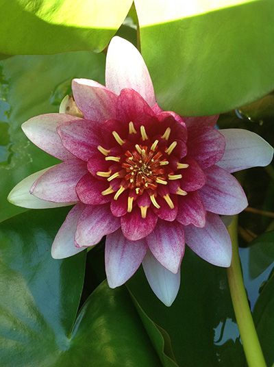 water plants water lily